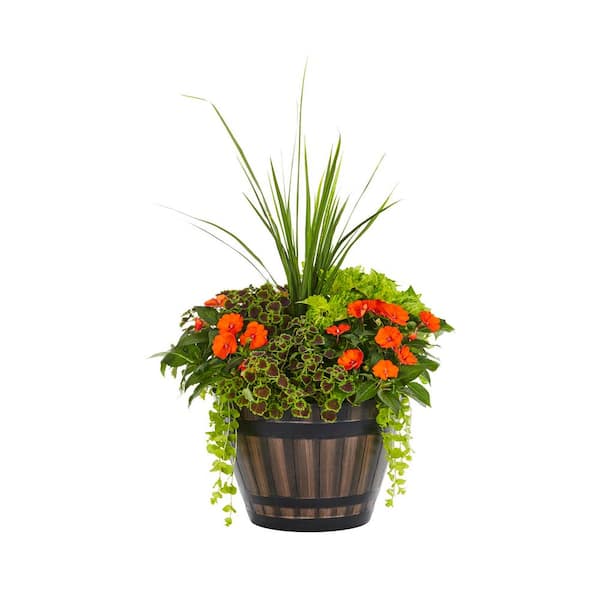 5.32 Gal. Coleus Lysimachia SunPatiens Impatiens Combo Planter Outdoor Annual Plant with Multicolor Flowers