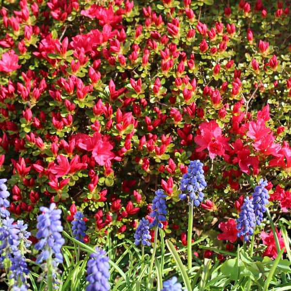 national PLANT NETWORK 3 gal. Azalea Massasoit HD1839 - The Home Depot