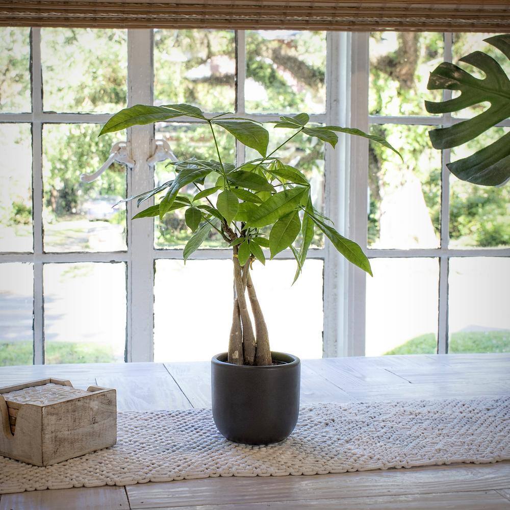30" Black Ceramic Braided Money Tree Indoor Plant