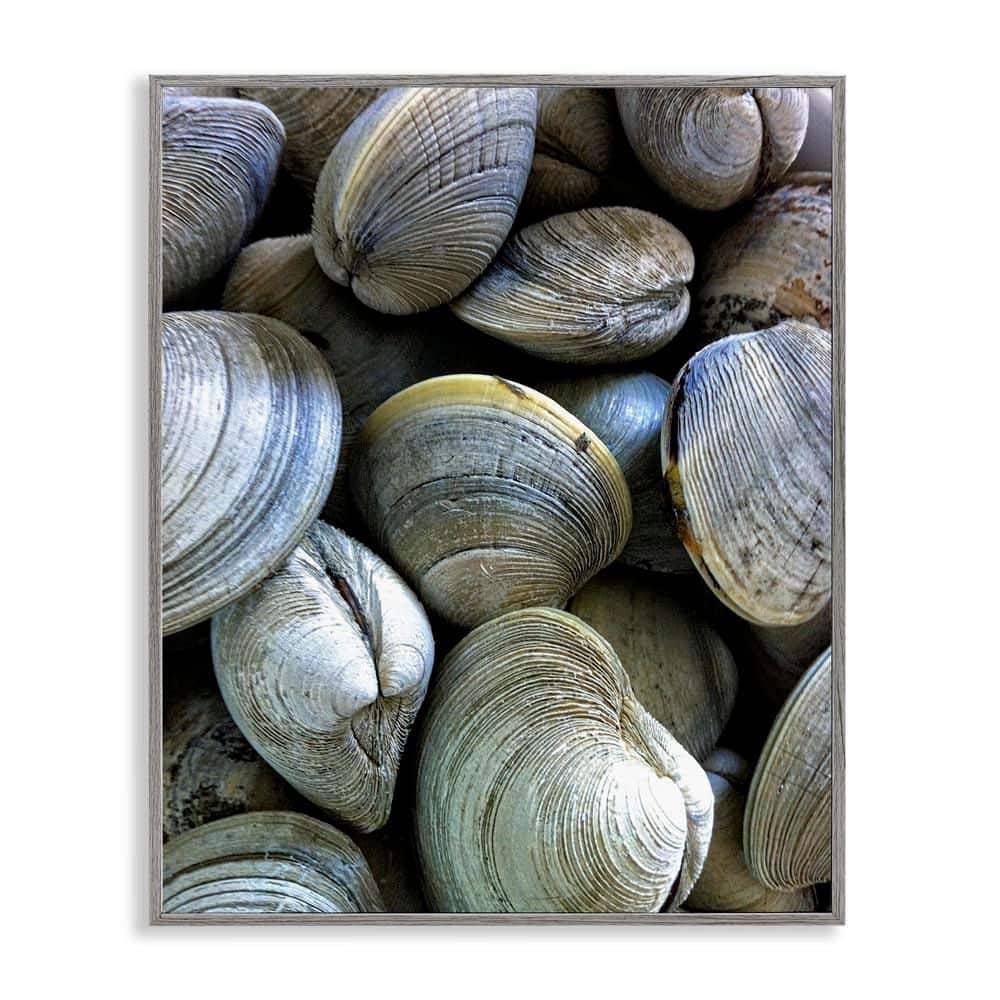 Maritime Clams Pile by Graffi tee Studios Gray Framed Coastal Giclee Art Print 14 in. x 11 in. price history on PriceWatchPro