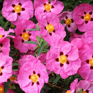 #5 Container Orchid Rock Rose Shrub (2-Pack)