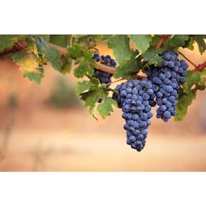 3 Gal. Valiant Grape Live Fruiting Vine Plant Blue Fruits