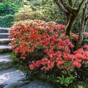 3 gal. Azalea Flame Creeper Shrub with Orange Flowers