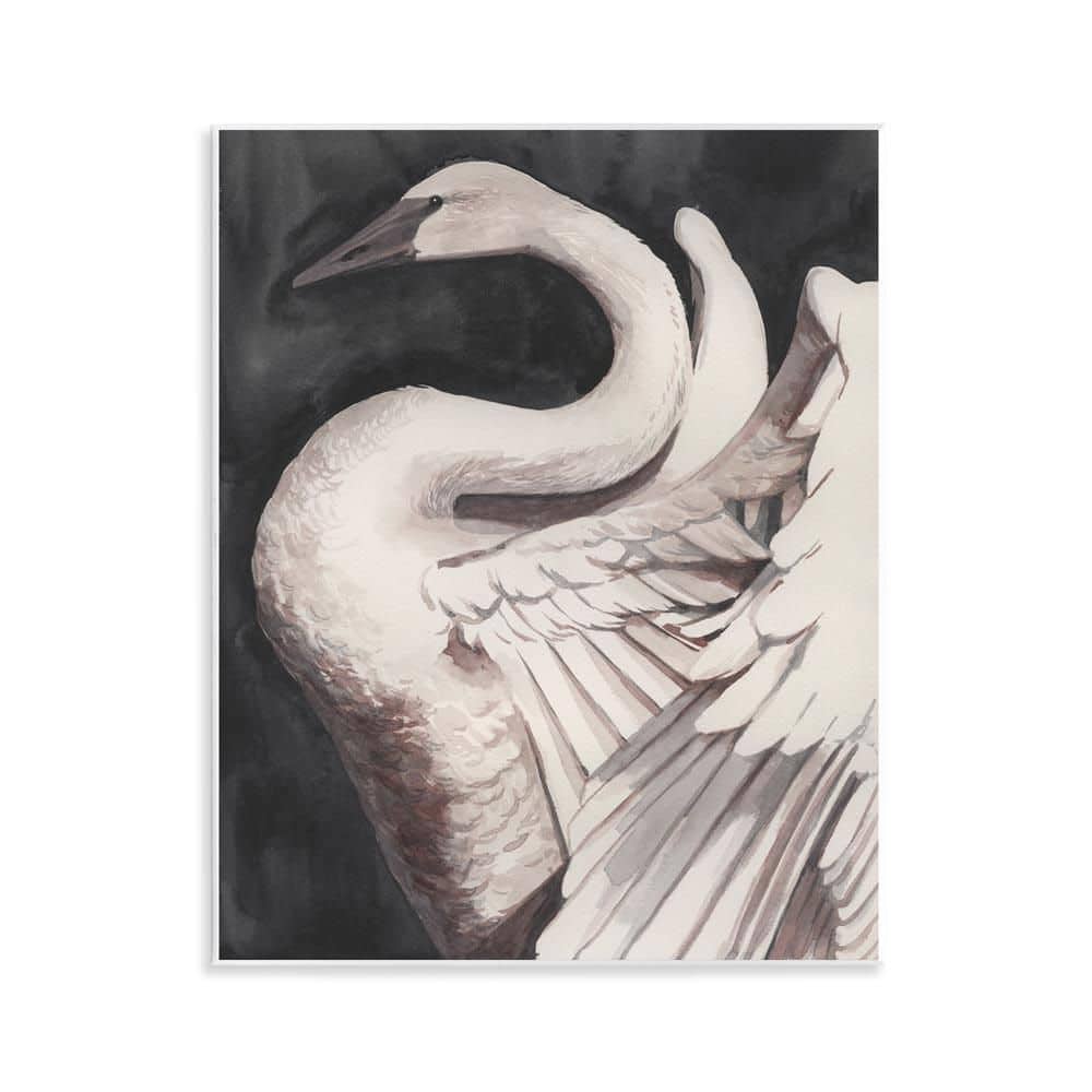 Swan Spreading Wings by Grace Popp Unframed Animal Graphic Art Print 14 in. x 11 in. price history on PriceWatchPro