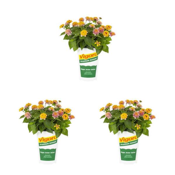 Vigoro 2 qt. Lantana Bandana Mango Yellow and Pink Bicolor Annual Plant (3-Pack)