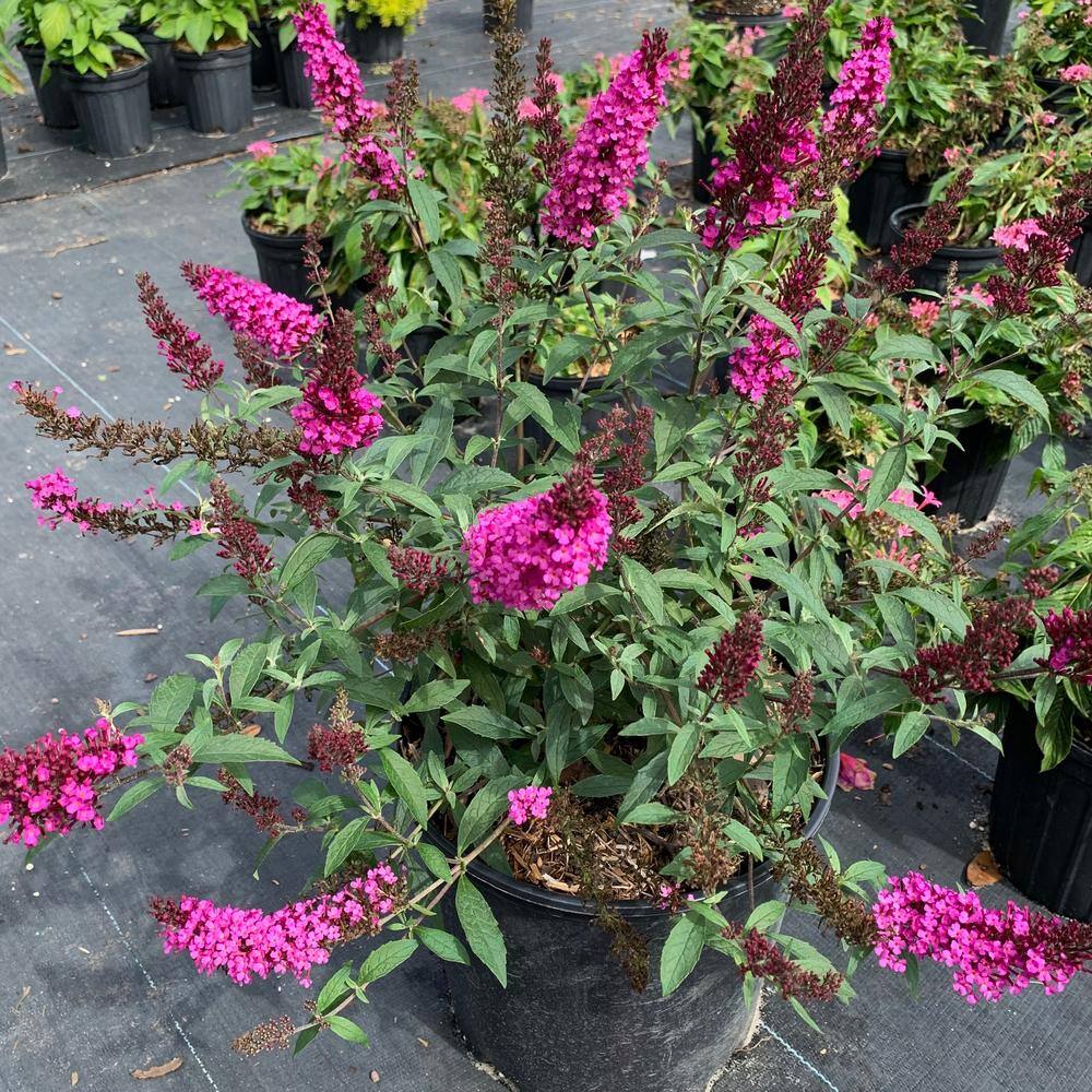 3 Gal. Buzz Hot Raspberry Butterfly Bush Buddleia Flowering Shrub With Magenta Flowers price history on PriceWatchPro