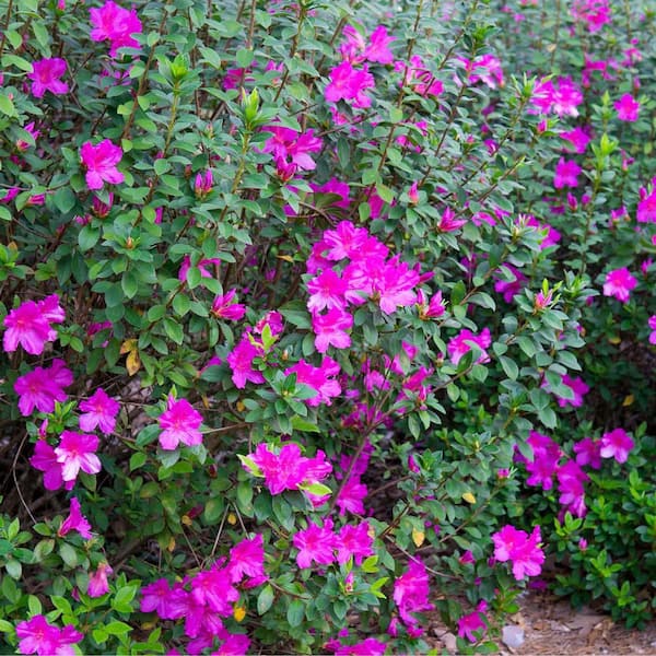 3 gal. Formosa Azalea Evergreen Shrub with Purple Flowers