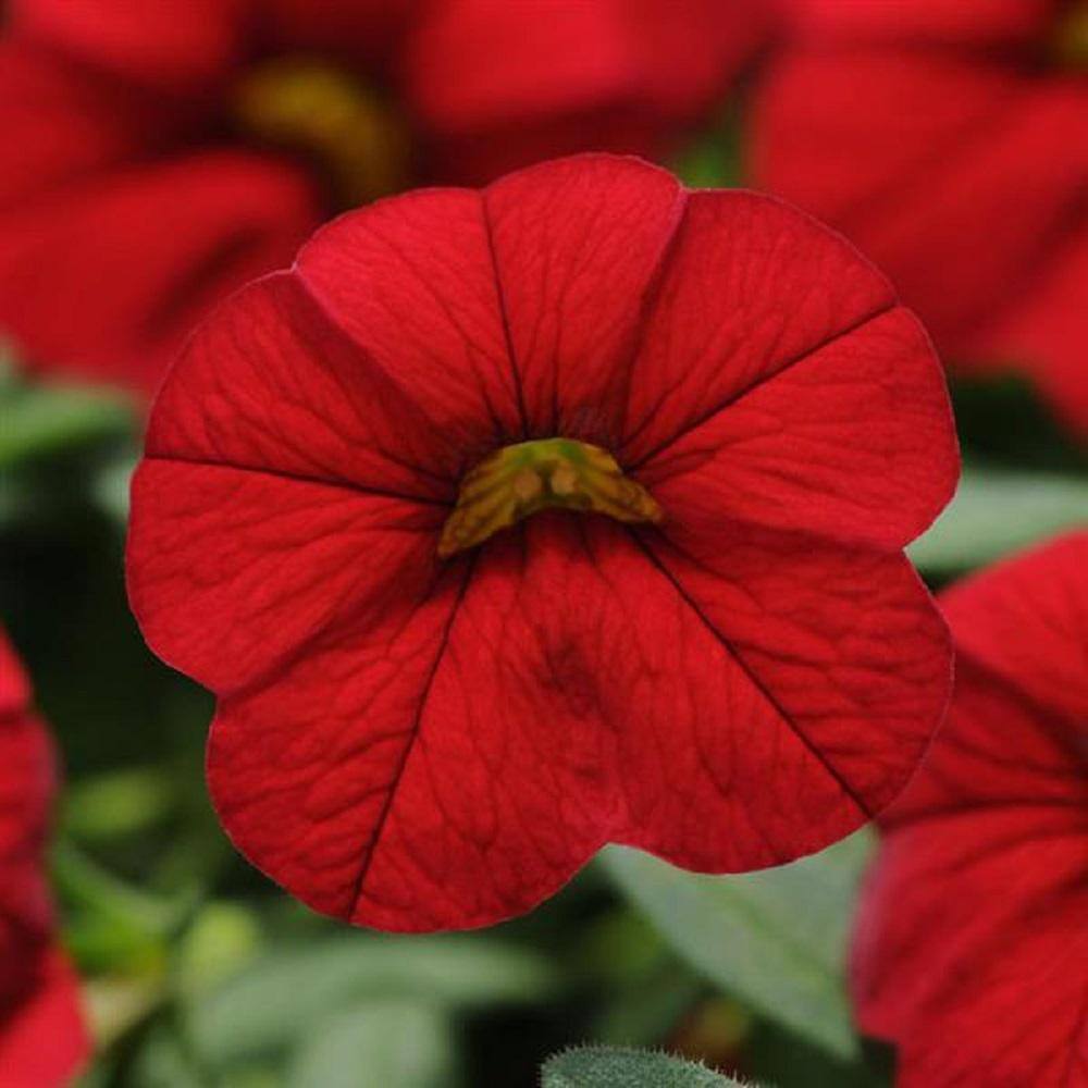 BELL NURSERY 11 in. Dark Red Calibrachoa Cabaret Annual Live Plant in