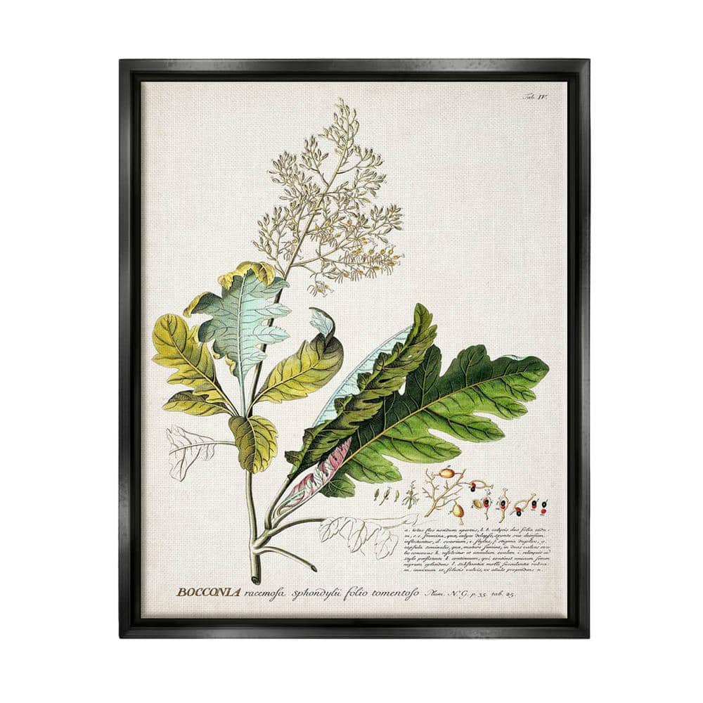 Vintage Botanical Plant Illustration on Canvas with Black Frame, 17 x 21