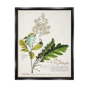 Botanical Plant Illustration Leaves Vintage by World Art Group Floater Frame Nature Wall Art Print 21 in. x 17 in. .