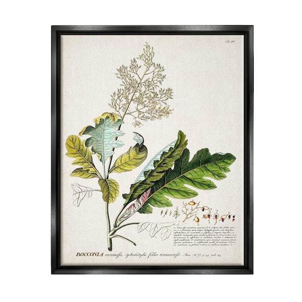 The Stupell Home Decor Collection Botanical Plant Illustration Leaves Vintage by World Art Group Floater Frame Nature Wall Art Print 21 in. x 17 in. .