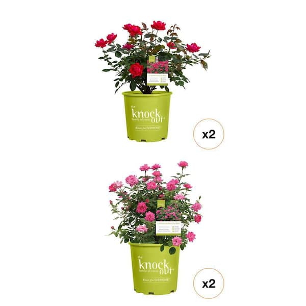 1 Gal. Pink & Red Double Knock Out Rose Bush Combo (2 Piece)