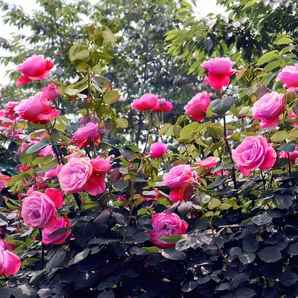 national PLANT NETWORK Bare Root Rose Paradise with Pink Flowers