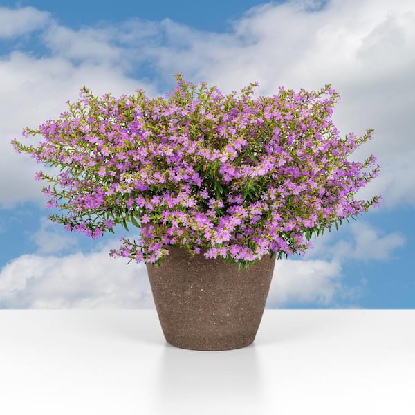 national PLANT NETWORK 2.5 in. Cuphea Enchantia Hawaiian Heather