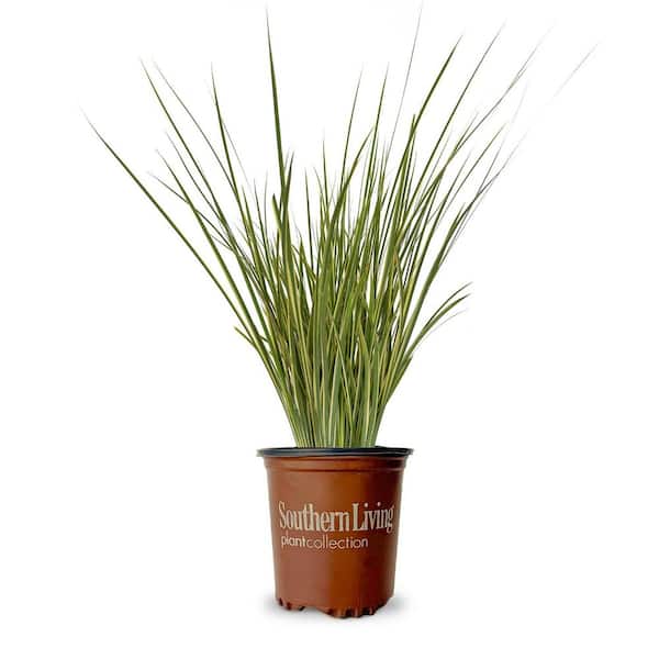 1.5 Gal. Milky Way African Iris (Dietes bicolor) Variegated perennial Plant with yellow Flowers