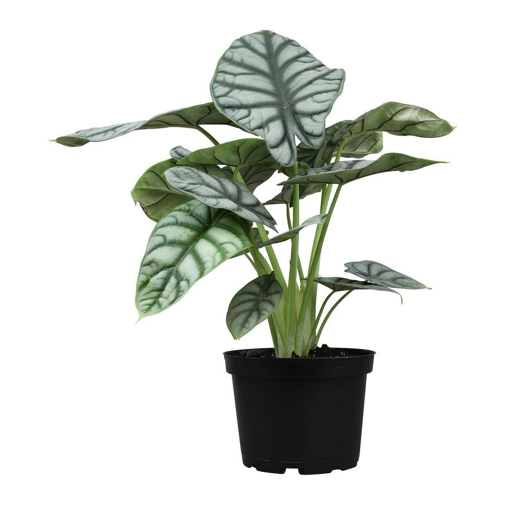 Silver Dragon Alocasia in Black Plastic Planter