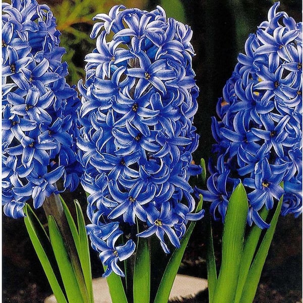 Unbranded Hyacinth Blue Jacket Dormant Bulbs (10-Pack)