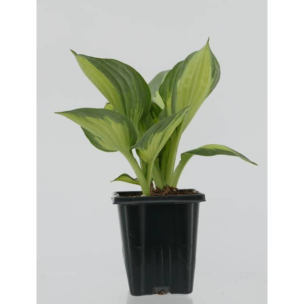 Unbranded 1.0 qt. Perennial Hosta Yellow Variegated (2-Pack)