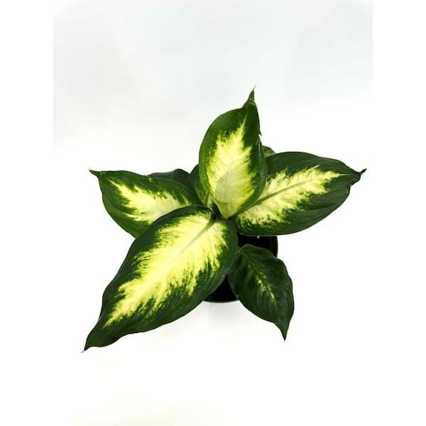 HAMPSHIRE FARMS 6 in. Dieffenbachia Tropic Marianne Plant in Grower Pot