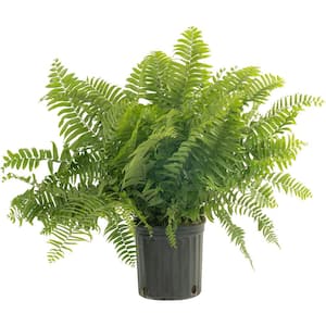 Macho Indoor/Outdoor Fern in 8.75 in. Grower Pot, Avg. Shipping Height 2-3 ft. Tall