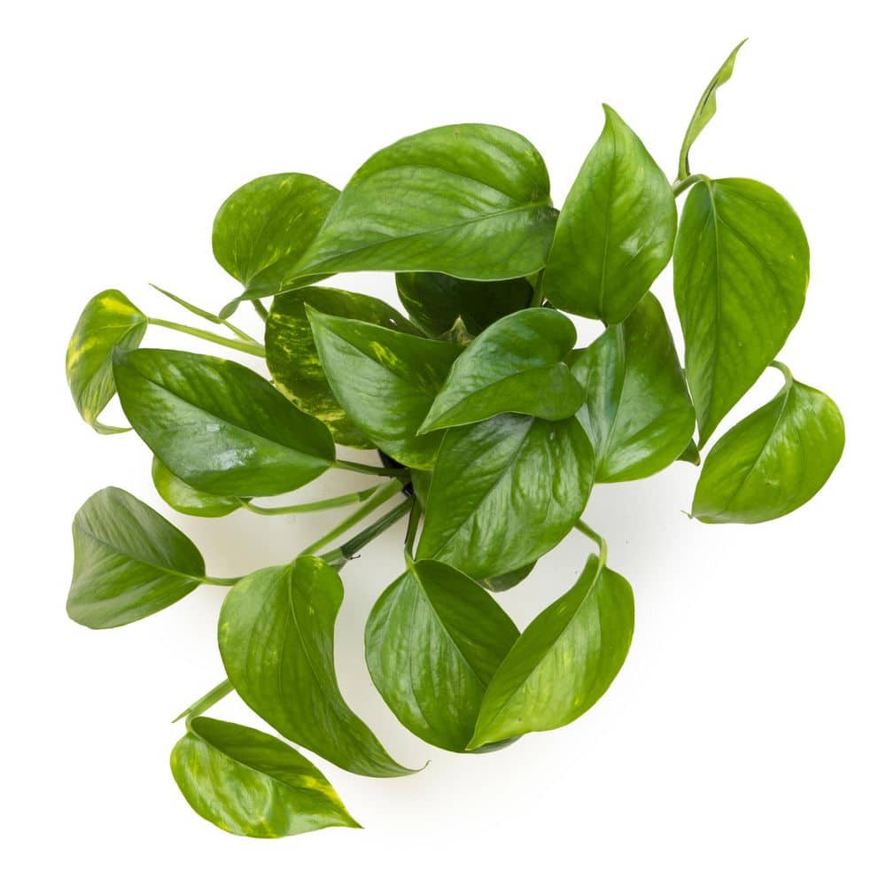 Golden Pothos in Black Plastic Planter, 4-Inch