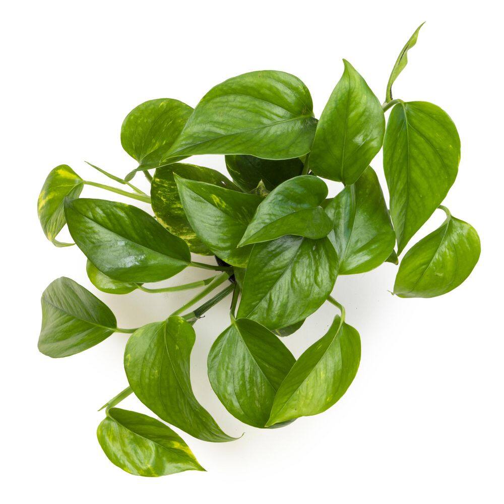 Golden Pothos Indoor Plant in Brown Plastic Hanging Basket