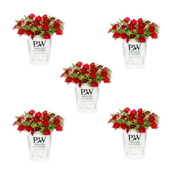 METROLINA GREENHOUSES 1.5 Pt. Proven Winners Red Calibrachoa Annual Plant (5-Pack)