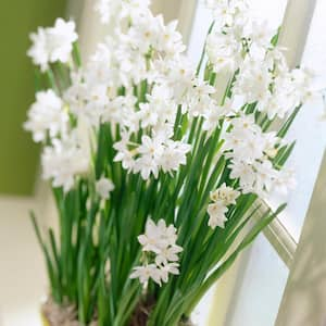 Paperwhites (Set of 5)