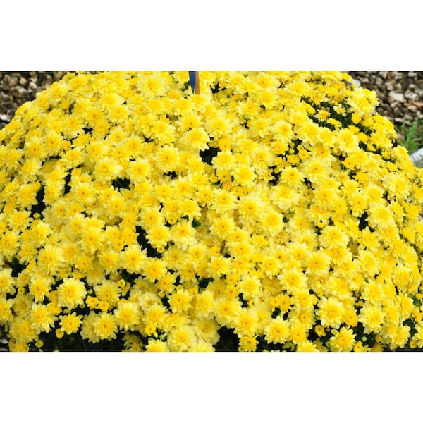 MUMS FOR SALE RED YELLOW Plastic Yard Sign ROAD SIGN with Stand 