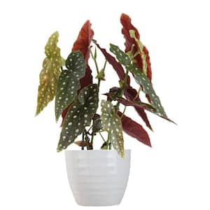 6 in. Begonia Maculata Plant in Scheurich Pot