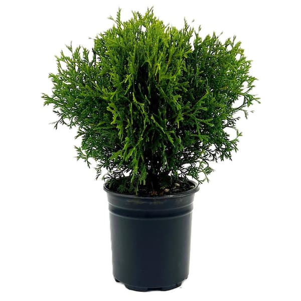 Unbranded 2.5 QT Little Giant Dwarf Arborvitae (Thuja o. 'Little Giant') Evergreen Shrub 1-Each