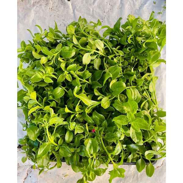 Mesembryanthemum Cordifolium with Red Flowers