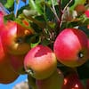 Apple - brown Brown's Apple Apple on G.214 - Cummins Nursery - Fruit Trees