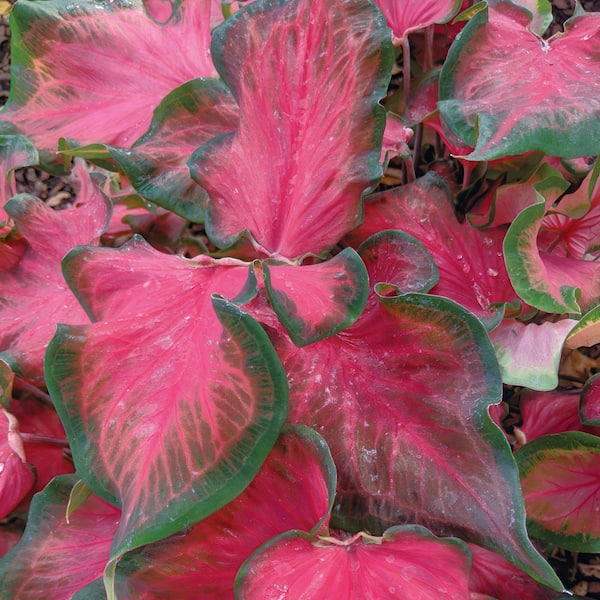 national PLANT NETWORK 4 in. Caladium Sangria Perennial Plant (3-Pack)