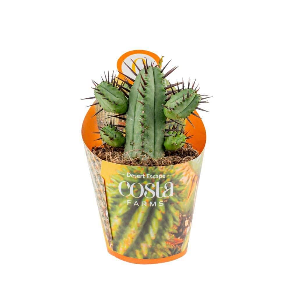 costa-farms-house-plants-