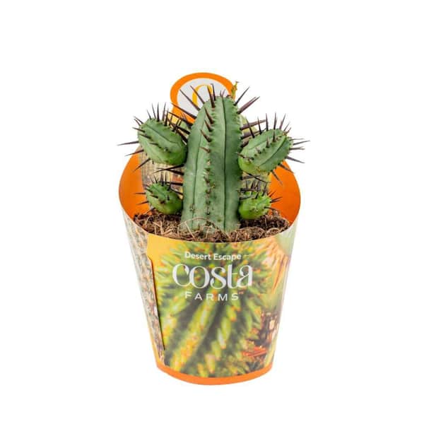 glazed plant pots outdoor Campania Alicante Planter, Set of 3 - 5039-18003
