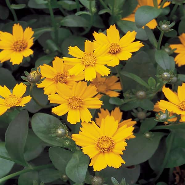 METROLINA GREENHOUSES #5 1 Qt. Nana Yellow Tickseed Plant