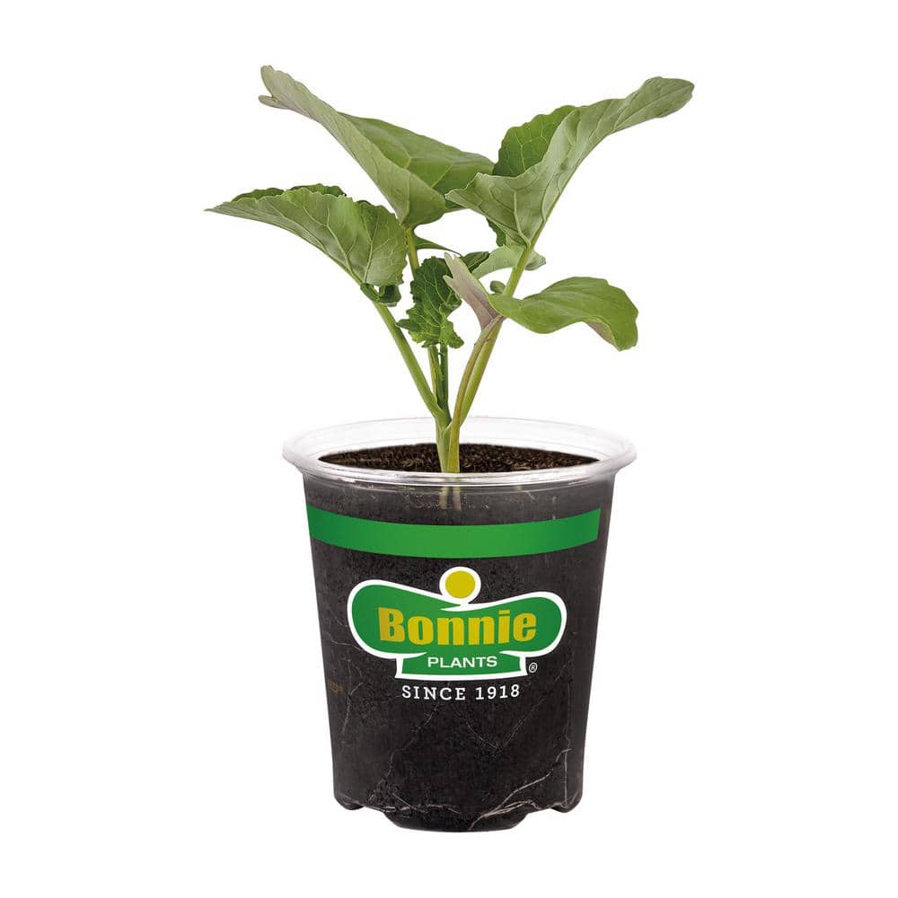 Bonnie Plants 12 oz. Basics Broccoli Plant 10803 - The Home Depot