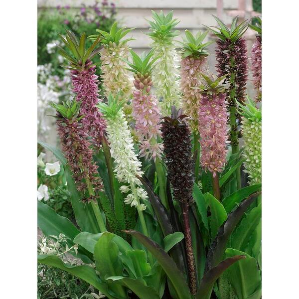 Bloomsz Eucomis Color Carnival Strain Bulbs (6-Pack)