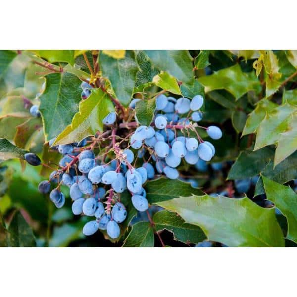COLD ZONES-Collection PINK-BLUE-YELLOW resistant grapes FREESHIPPING FOR