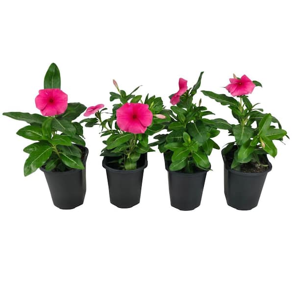 4.5 in. Vinca Annual Plant with Assorted Flowers (18-Pack)