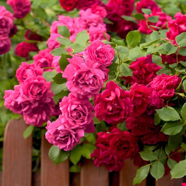 national PLANT NETWORK 1 Gal. 2-N-1 Freedom Rose Plant with Pink and Red Flowers