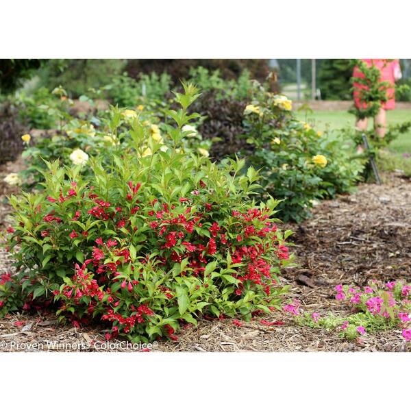 Red Weigela Shrub Live Flowering Shrubs Healthy Home Landscape Plants 3 gal 