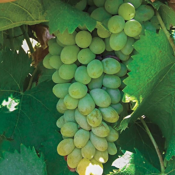 Gurney's 1 Gal. Pot, White Niagra Grape Vine, Live Potted Fruit Bearing Vining Plant (1-Pack)