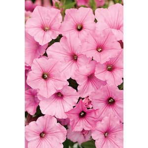 4.25 in. Grande Supertunia Vista Bubblegum (Petunia) Live Plant, Bubblegum Pink Flowers (4-Pack)