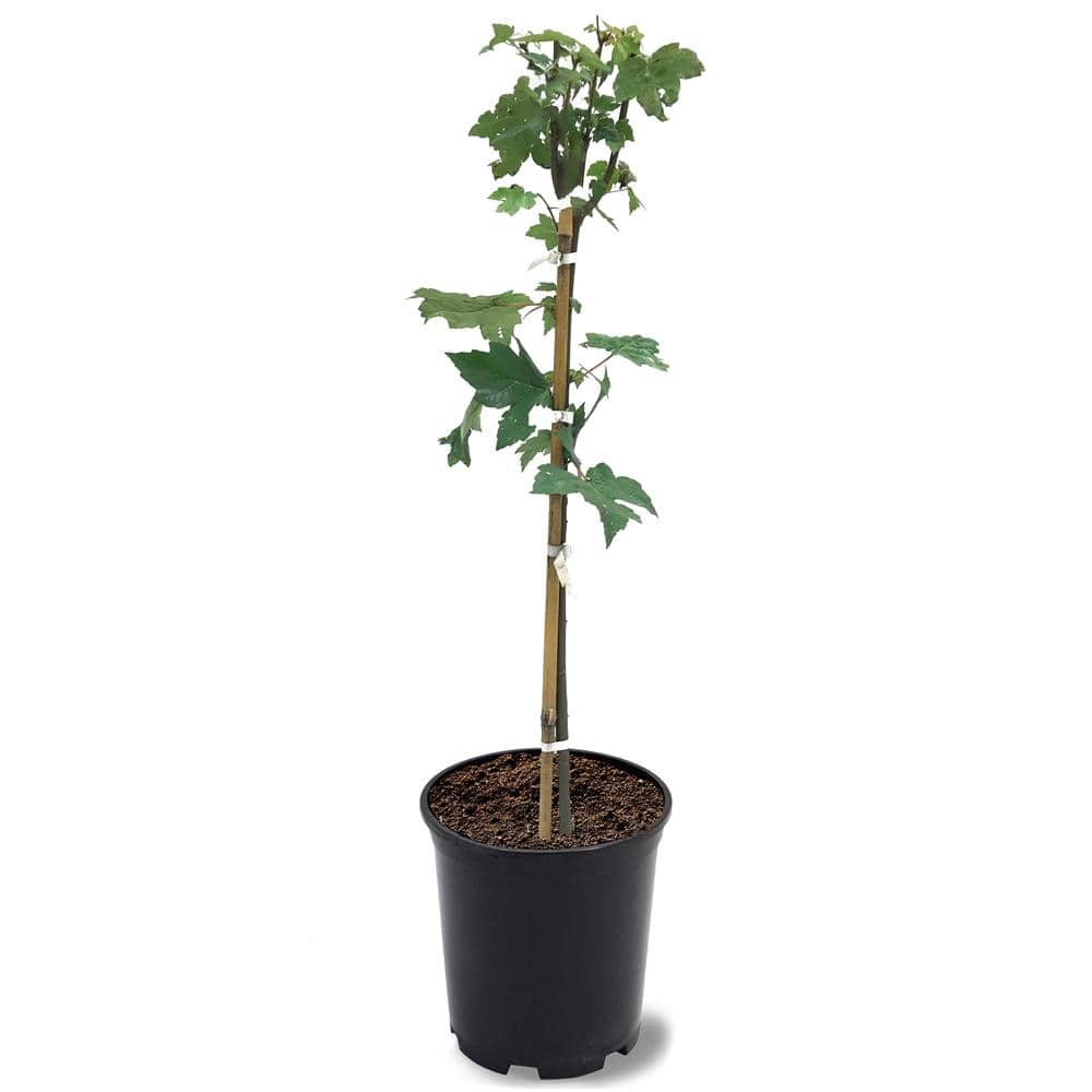 1 Gal. Autumn Blaze Deciduous Maple Tree MAPABL01G - The Home Depot