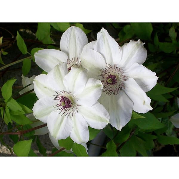 Clematis Miss Bateman-5 Live Plants in 4 in. Growers Pots-Clematis Miss Bateman-Beautiful White Flowering Vine