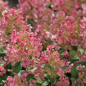 2 Gal. Little Quick Fire Hydrangea Shrub with White Flowers