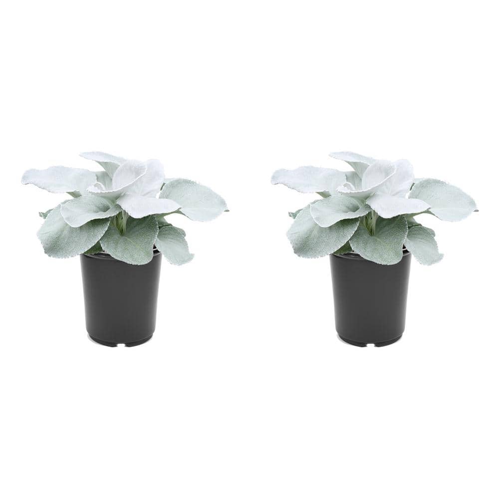 2.5 qt. Senecio Angel Wings Annual Plant with No Flowers-(2-Pack)
