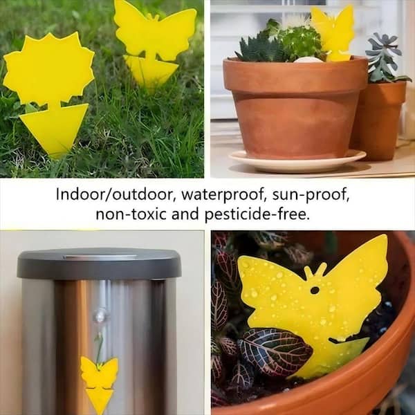 ESILOO 48 Pack Fruit Fly Trap and Fungus Gnat Traps-Non-Toxic